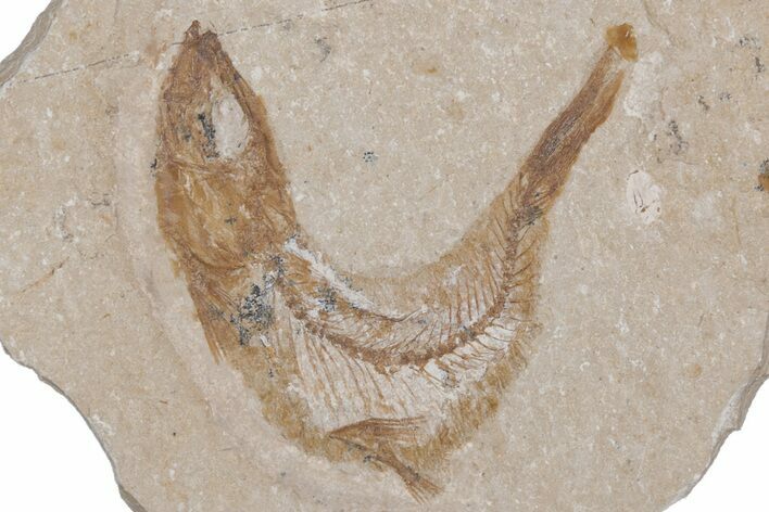Cretaceous Fossil Fish - Lebanon #218836
